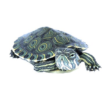 Meso-American Turtle